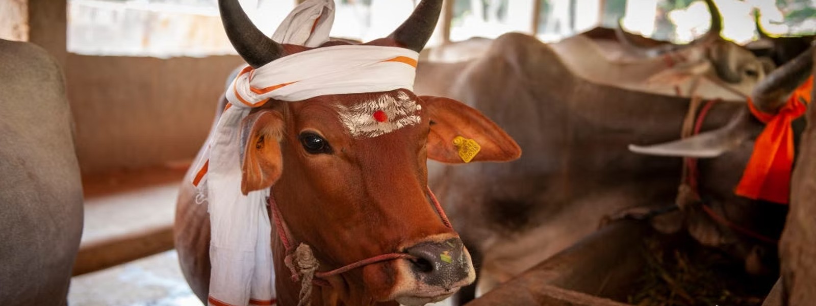 மாட்டுப் பொங்கல்